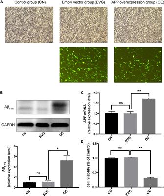 The Food Additive β-Caryophyllene Exerts Its Neuroprotective Effects Through the JAK2-STAT3-BACE1 Pathway